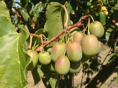 Actinidia sp